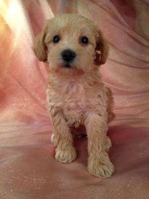 Female Miniature Apricot Schnoodle Puppy for Sale DOB 9-10-15 $950